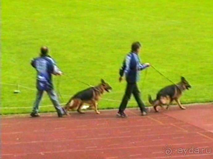 Окончание Зигера в Дюссельдорфе и возвращение домой