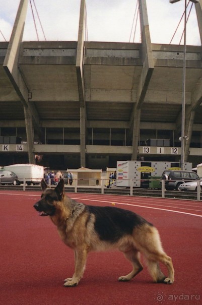 Окончание Зигера в Дюссельдорфе и возвращение домой