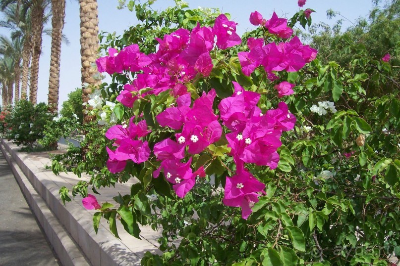 Египет часть 7: Абу Симбел