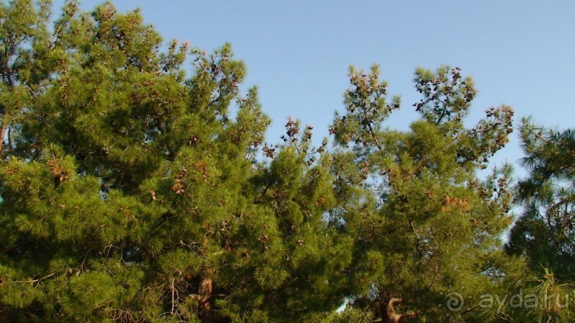 По следам Древних Цивилизаций в Турции: Айвалык и Саримсакли