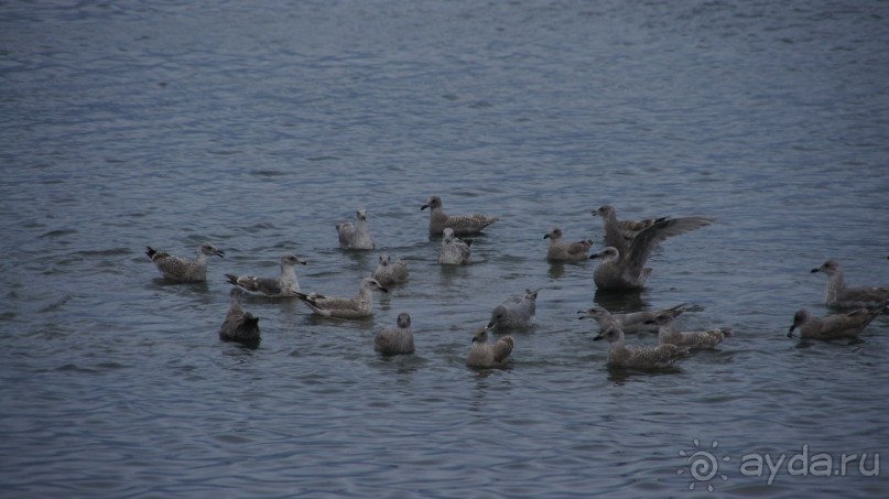 Бухта Сероглазка — в память о сероглазой медсестре