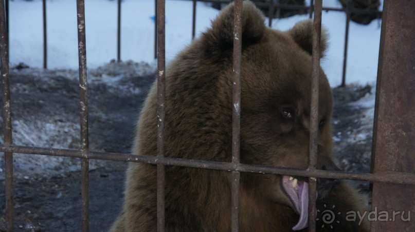 В гостях у коряков
