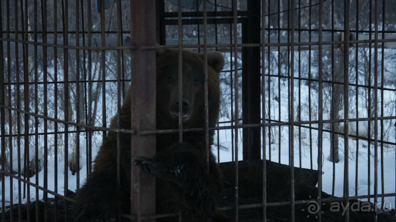 В гостях у коряков