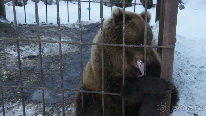 В гостях у коряков