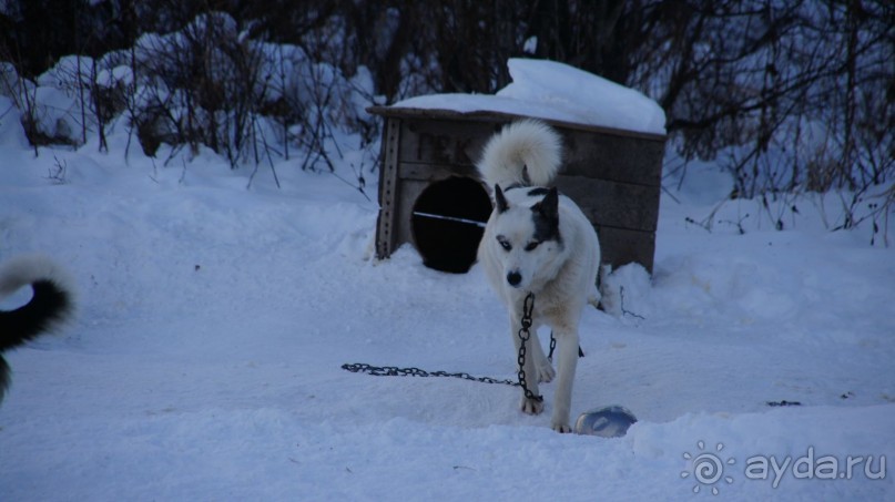 В гостях у коряков