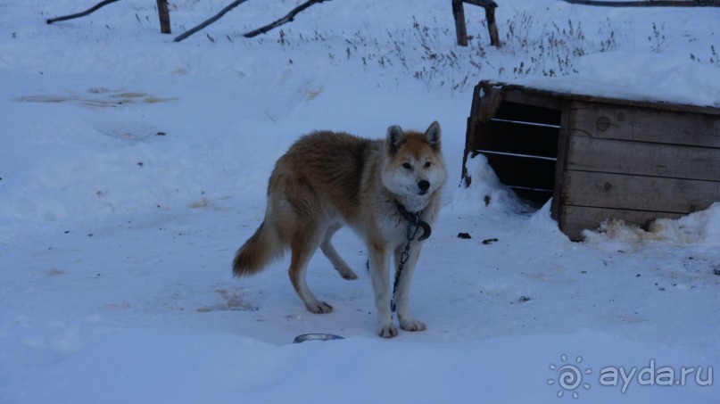 В гостях у коряков