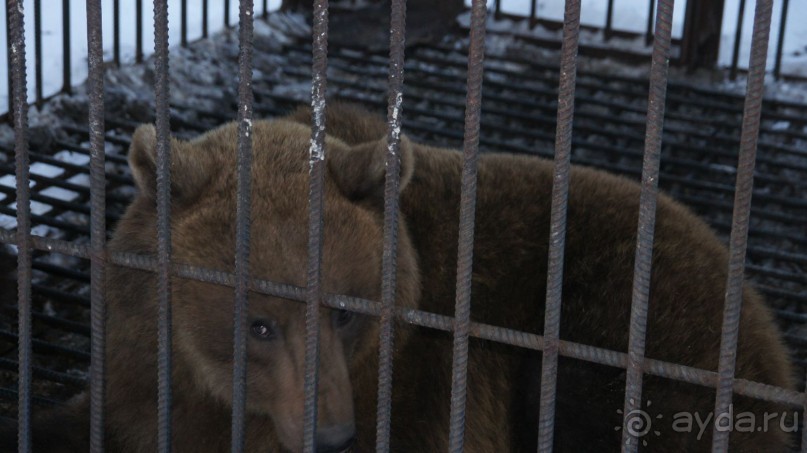 В гостях у коряков