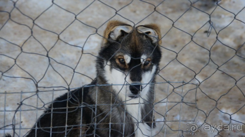В гостях у коряков