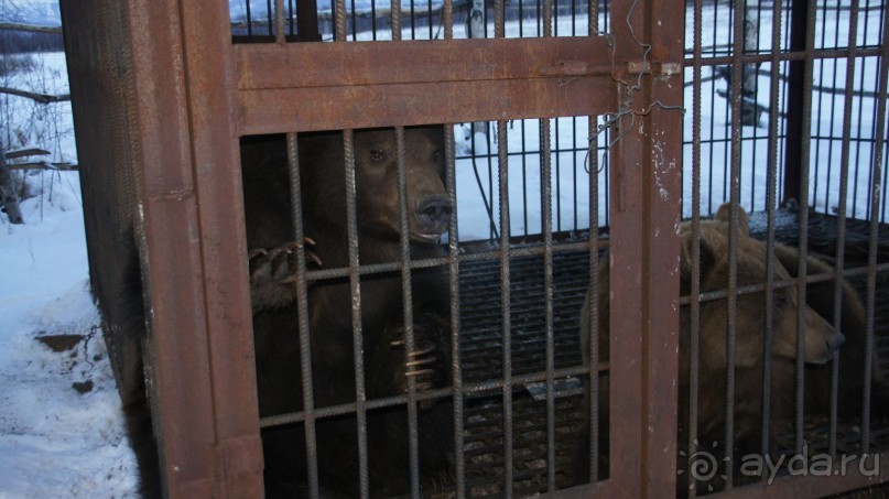 В гостях у коряков