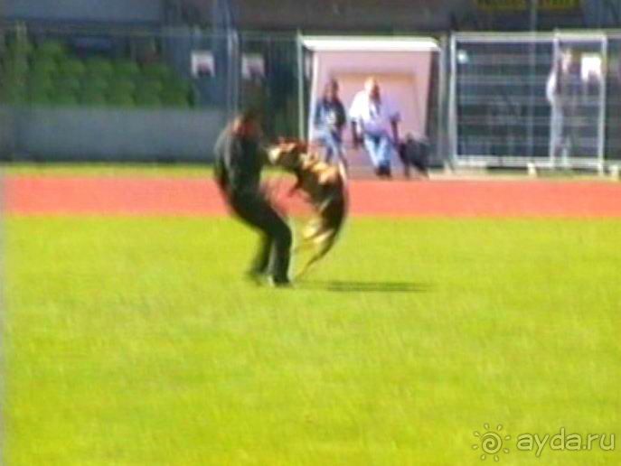 Первый день Зигера в Ульме. Поверка поведения.