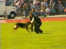 Первый день Зигера в Ульме. Поверка поведения.