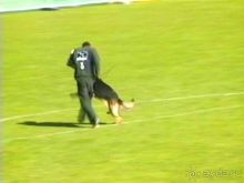 Первый день Зигера в Ульме. Поверка поведения.