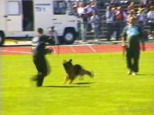 Первый день Зигера в Ульме. Поверка поведения.