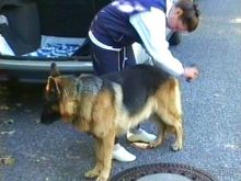 Альбом отзыва "Первый день Зигера в Ульме. Поверка поведения."