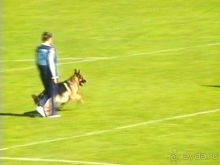 Альбом отзыва "Первый день Зигера в Ульме. Поверка поведения."