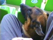 Первый день Зигера в Ульме. Поверка поведения.