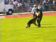 Первый день Зигера в Ульме. Поверка поведения.