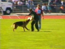 Первый день Зигера в Ульме. Поверка поведения.