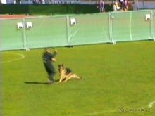 Первый день Зигера в Ульме. Поверка поведения.