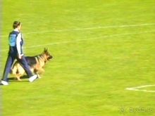 Альбом отзыва "Первый день Зигера в Ульме. Поверка поведения."