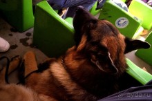 Альбом отзыва "Первый день Зигера в Ульме. Поверка поведения."