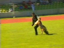 Первый день Зигера в Ульме. Поверка поведения.