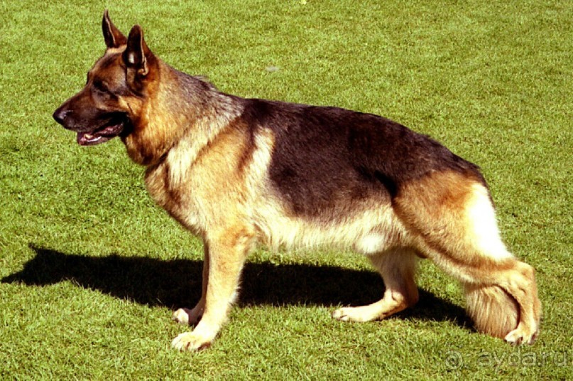 Альбом отзыва "Первый день Зигера в Ульме. Поверка поведения."