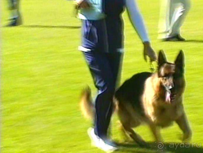 Первый день Зигера в Ульме. Поверка поведения.