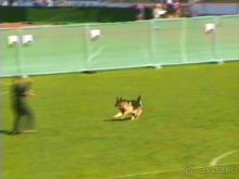 Первый день Зигера в Ульме. Поверка поведения.