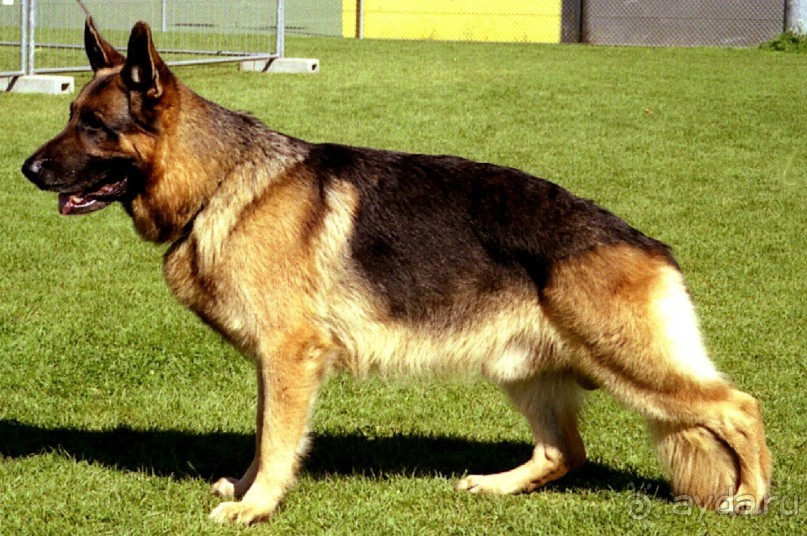 Первый день Зигера в Ульме. Поверка поведения.