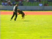 Первый день Зигера в Ульме. Поверка поведения.