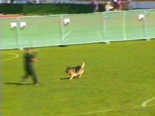 Первый день Зигера в Ульме. Поверка поведения.