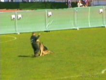 Первый день Зигера в Ульме. Поверка поведения.