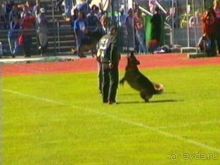 Первый день Зигера в Ульме. Поверка поведения.