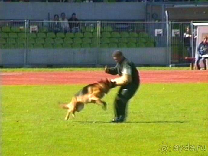 Первый день Зигера в Ульме. Поверка поведения.