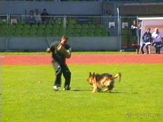 Первый день Зигера в Ульме. Поверка поведения.