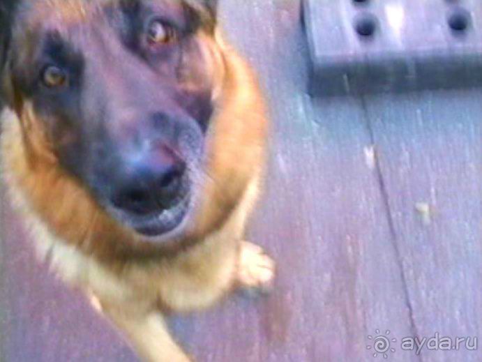 Первый день Зигера в Ульме. Поверка поведения.