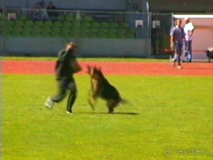 Первый день Зигера в Ульме. Поверка поведения.