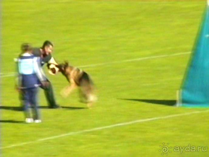 Первый день Зигера в Ульме. Поверка поведения.