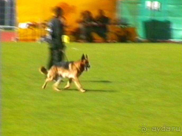 Первый день Зигера в Ульме. Поверка поведения.