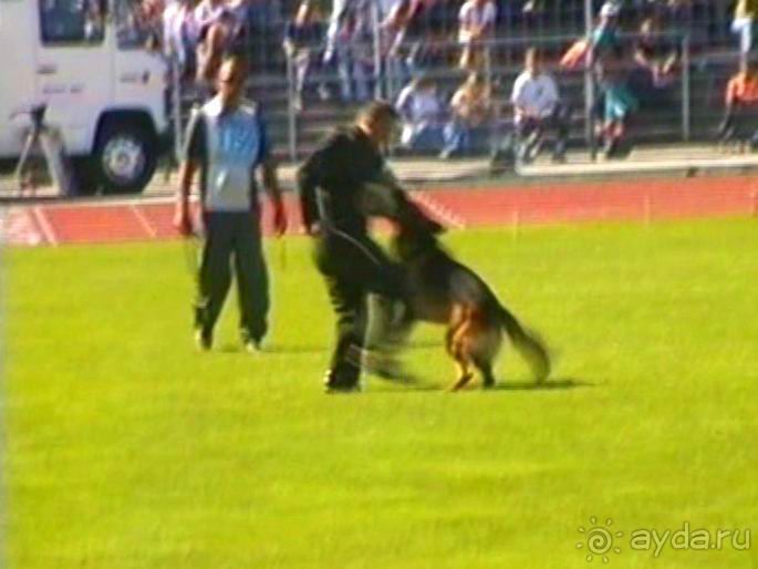 Первый день Зигера в Ульме. Поверка поведения.