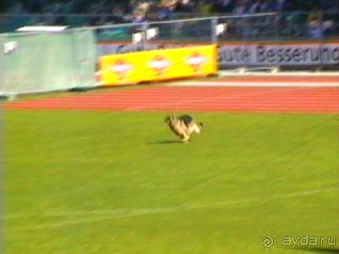 Первый день Зигера в Ульме. Поверка поведения.