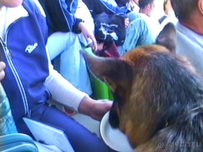 Первый день Зигера в Ульме. Поверка поведения.