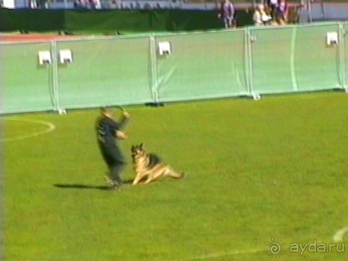 Первый день Зигера в Ульме. Поверка поведения.