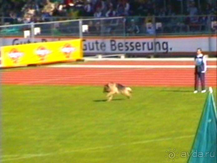 Первый день Зигера в Ульме. Поверка поведения.