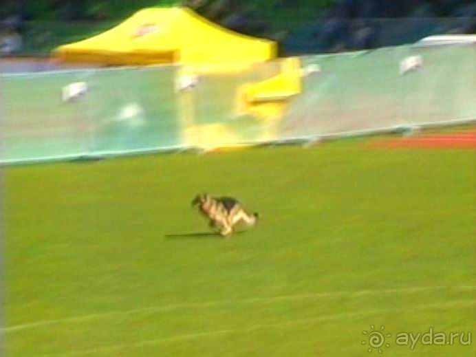 Первый день Зигера в Ульме. Поверка поведения.