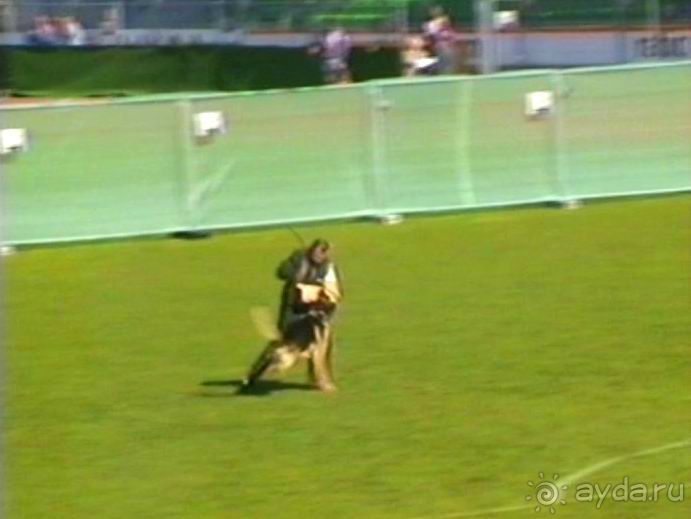 Первый день Зигера в Ульме. Поверка поведения.