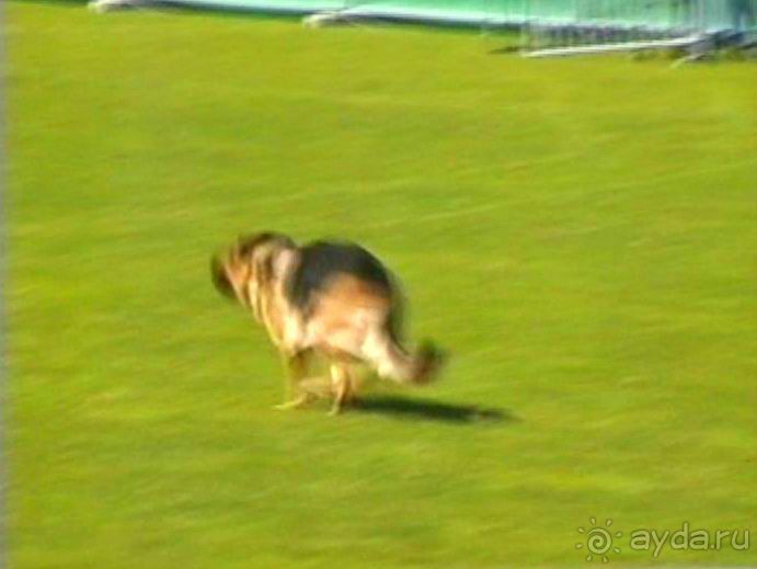 Первый день Зигера в Ульме. Поверка поведения.