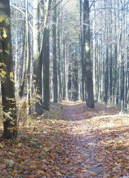 Подмосковье: Марфино