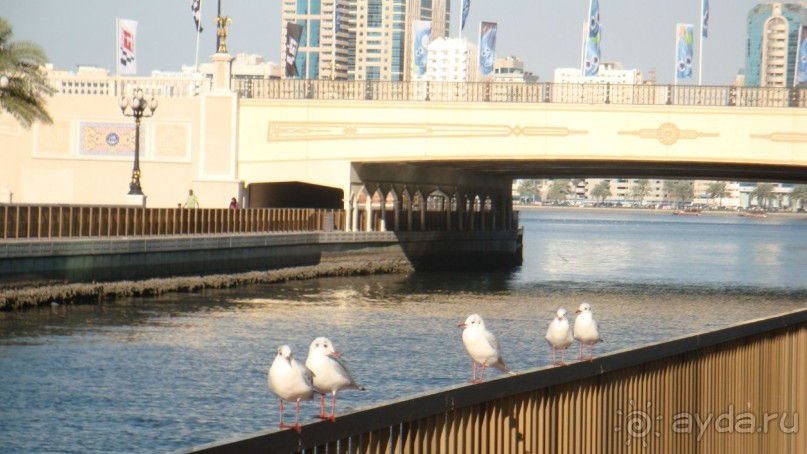 Эмираты в декабре: часть 3 -Прогулки по Шардже 